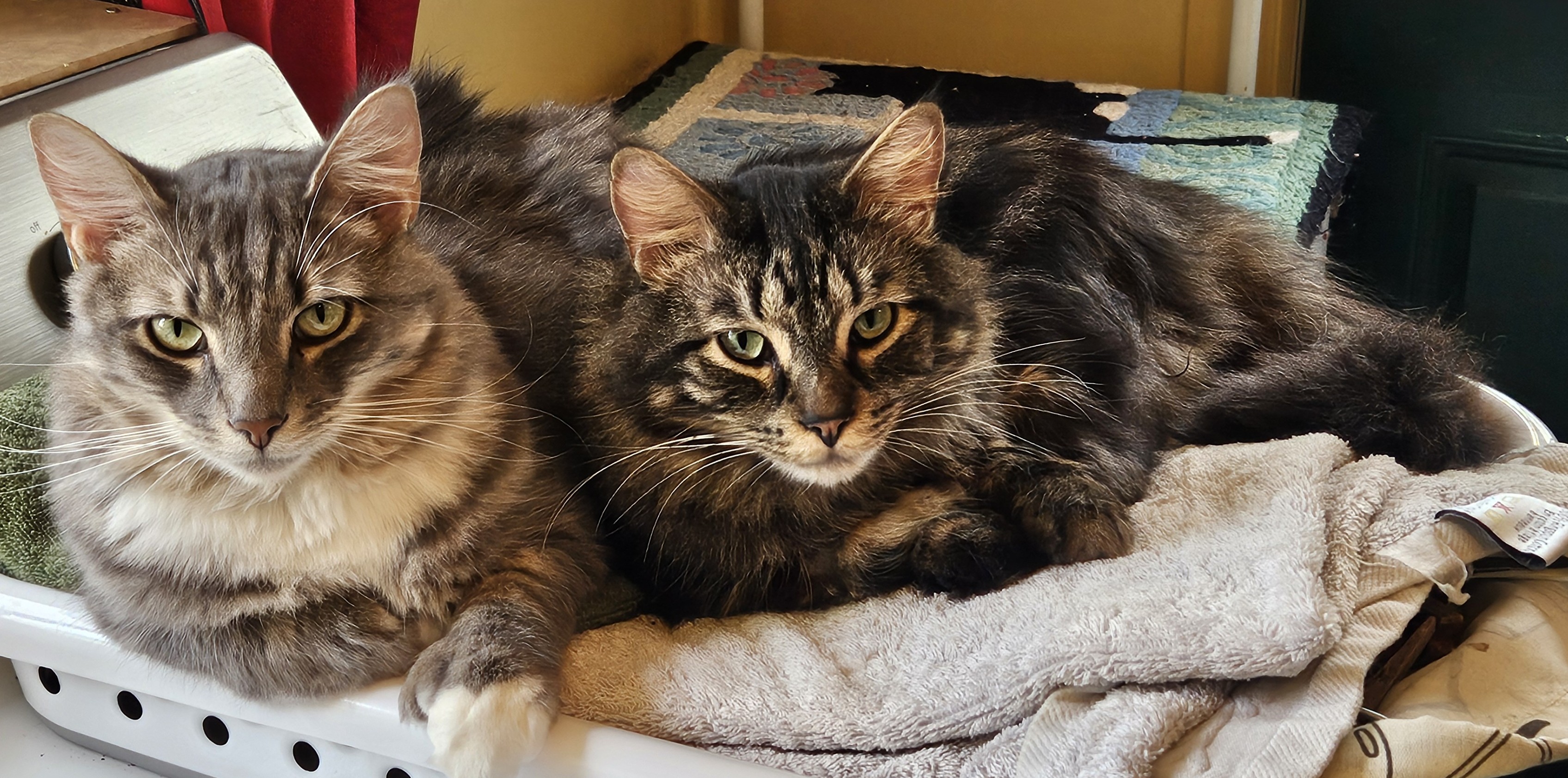 True North Nordic Walking